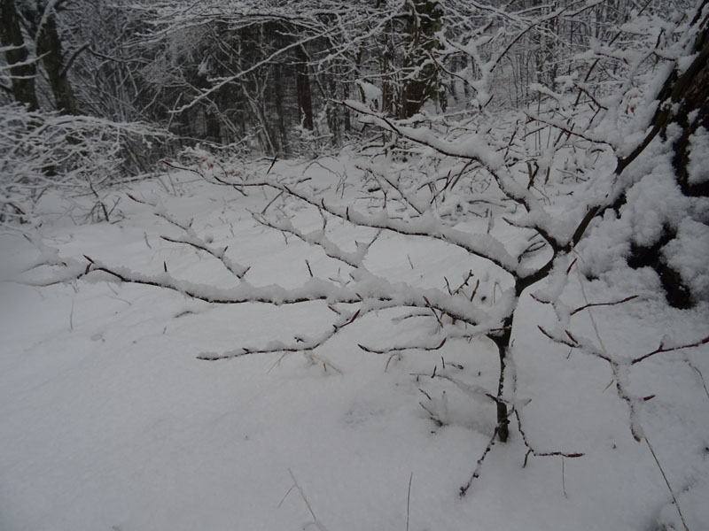 breve passeggiata tra la neve fresca di oggi.....